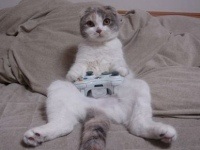 ipad games for cats
