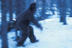 bigfoot