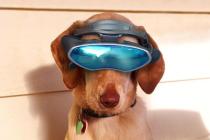 pet gadgets